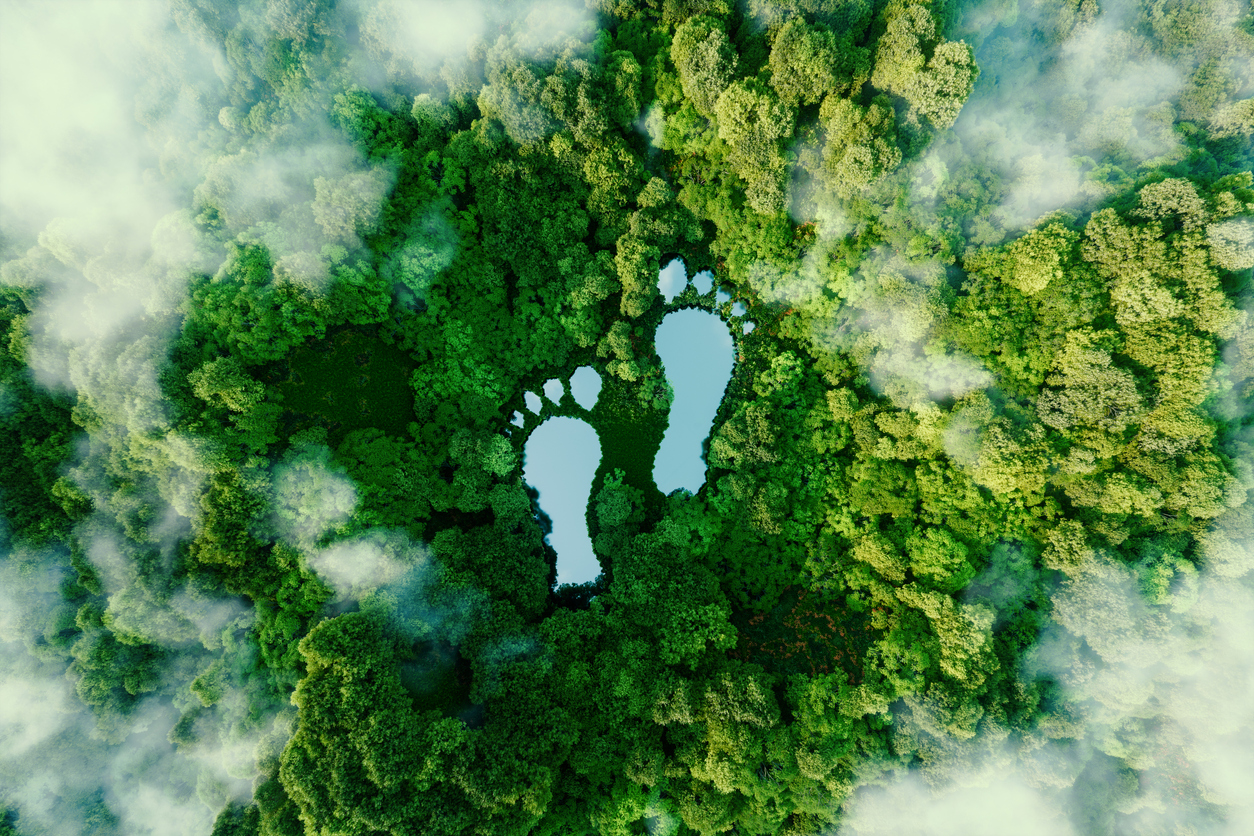 Rainforest scene with lake foot prints